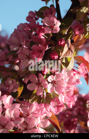 Vista ravvicinata di fioritura melo fiori. Malus x purpurea. Foto Stock