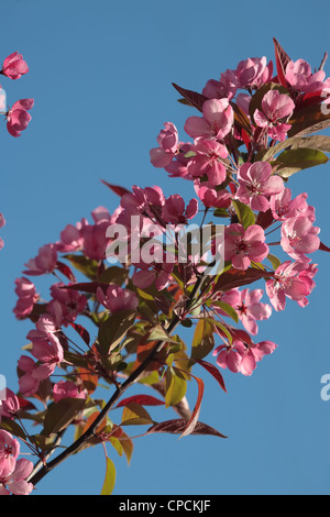 Vista ravvicinata di fioritura melo fiori. Malus x purpurea. Foto Stock