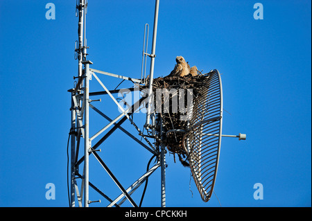 Grande gufo cornuto (Bubo virgianus) giovani nel nido, Venezia, Florida, Stati Uniti d'America Foto Stock