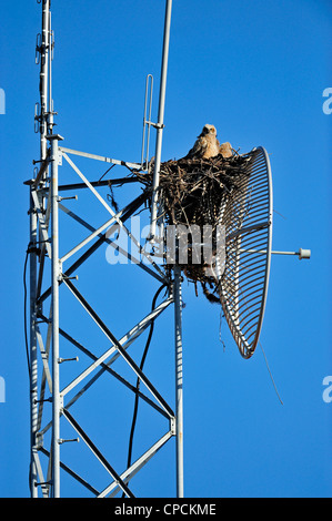 Grande gufo cornuto (Bubo virgianus) giovani nel nido, Venezia, Florida, Stati Uniti d'America Foto Stock