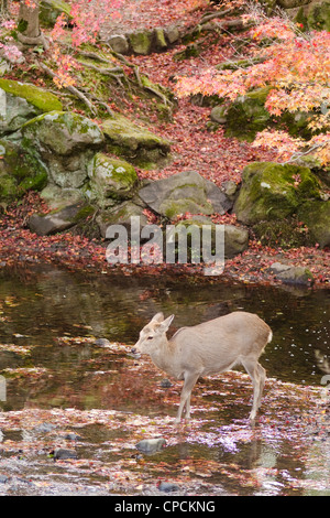 Cervi sika acqua potabile in un fiume in autunno Foto Stock