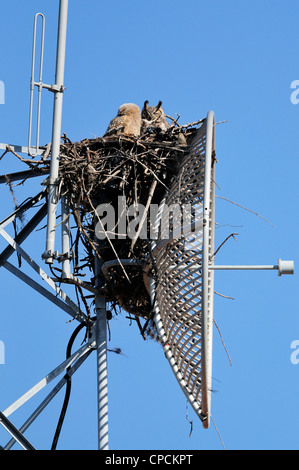 Grande gufo cornuto (Bubo virgianus) giovani nel nido, Venezia, Florida, Stati Uniti d'America Foto Stock