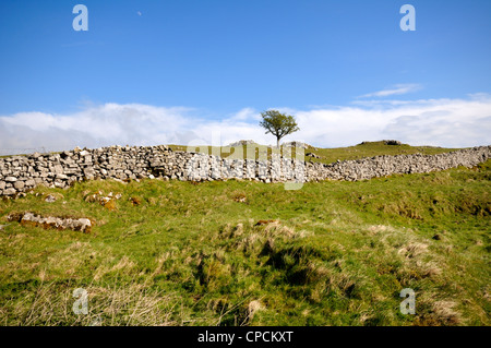 Lone Tree a cappella-le-Dale in Yorkshire Dales National Park, Inghilterra. Foto Stock