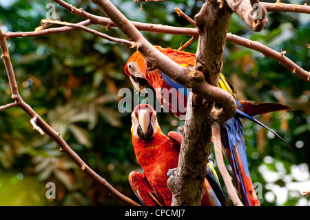 Una coppia di Scarlet Macaws. Foto Stock