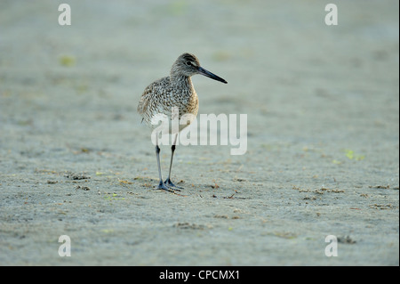 Willet (Catoptrophorus semipalmatus), Ft. De Soto Park, San Pietroburgo, Florida, Stati Uniti d'America Foto Stock