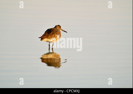 Willet (Catoptrophorus semipalmatus), Ft. De Soto Park, San Pietroburgo, Florida, Stati Uniti d'America Foto Stock