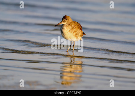 Willet (Catoptrophorus semipalmatus), Ft. De Soto Park, San Pietroburgo, Florida, Stati Uniti d'America Foto Stock