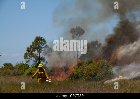 Forester lighting Slash Pine Forest Pinus elliottii sul fuoco, combustione controllata, Florida USA Foto Stock