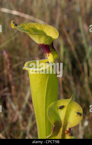 Carnivori di giallo-sormontato pianta brocca Sarracenia flava var rugelii & 4 mosche rugiada raccolta & nettare, e ragno granchio, FL, Stati Uniti d'America Foto Stock