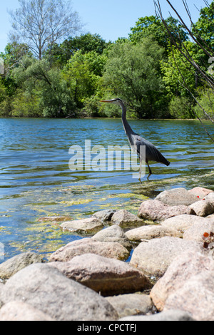 Un Airone blu sul lato di un lago Foto Stock