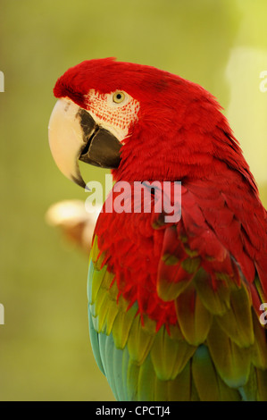 Rosso-verde Macaw (Ara chloropterus), il coccodrillo fattoria, Sant'Agostino, Florida, Stati Uniti d'America Foto Stock