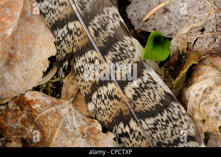 Ruffed grouse (Bonasa umbellus) piume nei boschi, maggiore Sudbury , Ontario, Canada Foto Stock