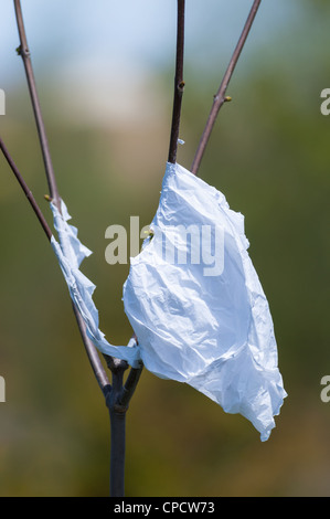 Una plastica scartati shopping bag è catturato nei rami di un albero giovane. Foto Stock