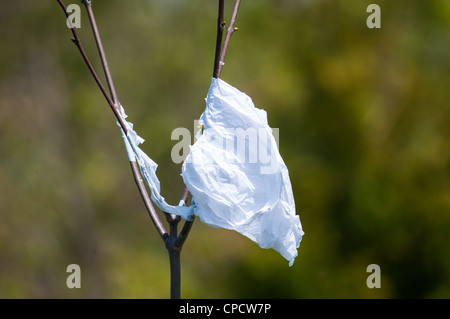 Una plastica scartati shopping bag è catturato nei rami di un albero giovane. Foto Stock