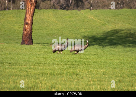 Due emu nel paddock Foto Stock