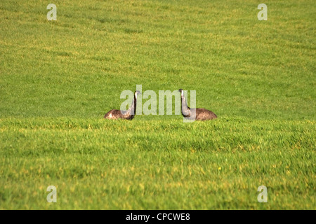 Due emu Affacciati nel paddock Foto Stock