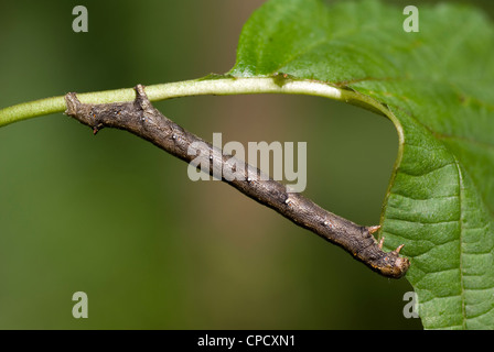 Big brown caterpillar ubicazione sulla foglia dello stelo Foto Stock