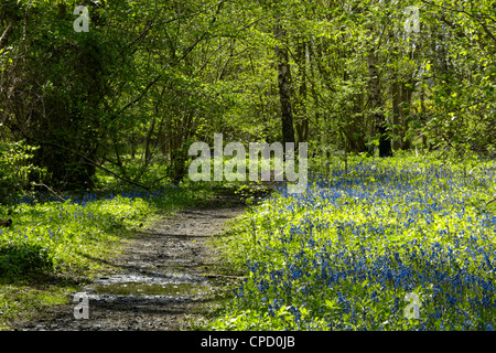 In Bluebells Gransden e legno Waresley Cambridgeshire Foto Stock