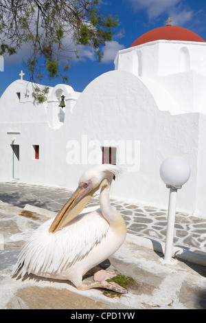 Pellicano nella città di Mykonos, isola di Mykonos Cicladi, isole greche, Grecia, Europa Foto Stock