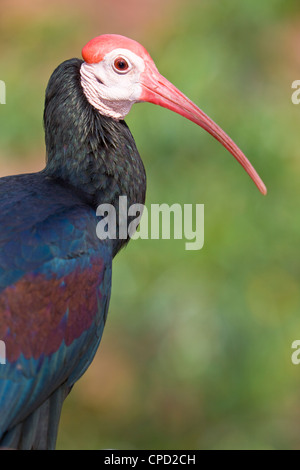 Ritratto di un Sud Ibis calvo (Geronticus calvus) Foto Stock