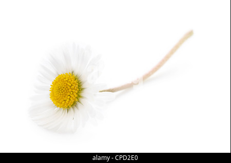 Daisy singolo studio shot su sfondo bianco Foto Stock