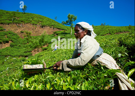 Lavoratore tamil in una piantagione di tè, Munnar Kerala, India, Asia Foto Stock