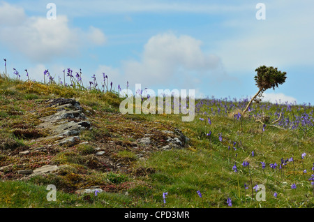 Campanule Foto Stock