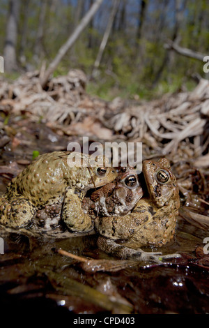 Il rospo americano - Bufo americanus - New York - maschi di tentare di accoppiarsi con la femmina Foto Stock