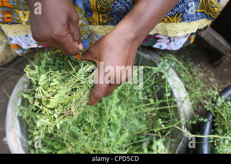 La medicina di erbe, Lomé, Togo, Africa occidentale, Africa Foto Stock