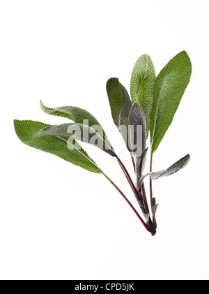 Rametto fresco di foglie di salvia Foto Stock