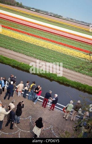 I visitatori di contemplare un campo di tulipani nei Giardini Keukenhof, Leiden, Paesi Bassi Foto Stock