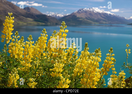 Lupini giallo sul lago Wakatipu tra Queentown e Glenorchy, Otago, Isola del Sud, Nuova Zelanda Foto Stock