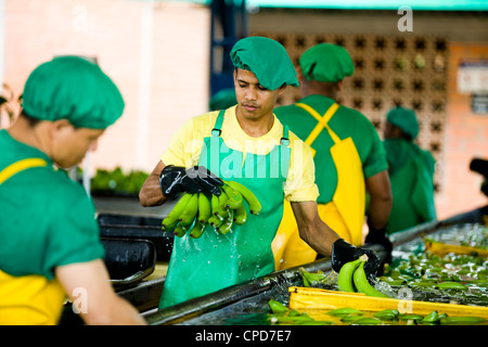 Lavoratori di un Fairtrade piantagione di banane lavare e pacchetto grappoli di banana Foto Stock