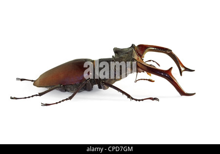 Stag beetle Lucanus cervus, il più grande coleottero europeo, una specie in via di estinzione Foto Stock