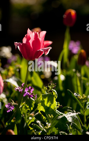 Rosa luminoso tulip in un misto di confine in primavera, Gloucestershire, England, Regno Unito Foto Stock