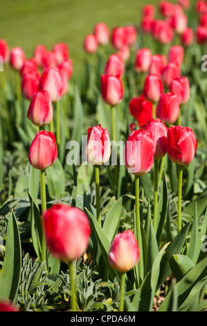 Tulipa "Judith Leyster', Triumph tulipani Foto Stock