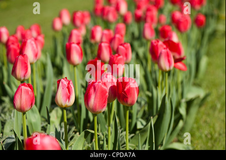 Tulipa "Judith Leyster', Triumph tulipani Foto Stock