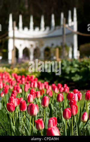 Tulipa "Judith Leyster', Triumph tulipani Foto Stock