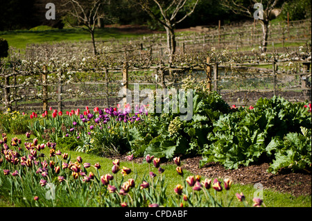 Fioritura di rabarbaro con Tulipa 'Gavota' in primo piano Foto Stock