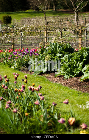 Fioritura di rabarbaro con Tulipa 'Gavota' in primo piano Foto Stock