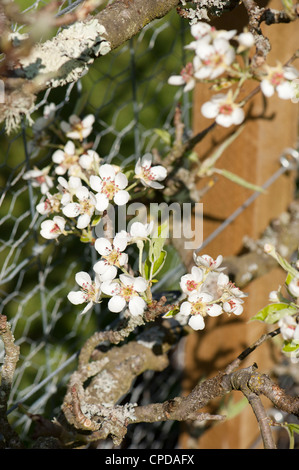 Espaliered pear tree in fiore, Pyrus communis "Operaio di Worcester' Foto Stock