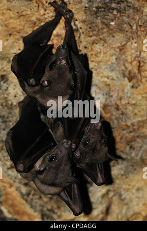 Fly Fox Pteropus sp., Pteropodidae, Goa Lawah tempio, Bali, Indonesia, Asia Foto Stock