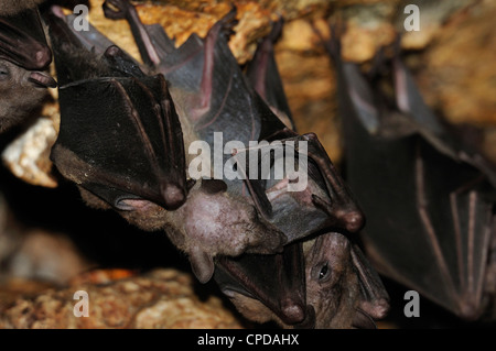 Fly Fox Pteropus sp., Pteropodidae, Goa Lawah tempio, Bali, Indonesia, Asia Foto Stock