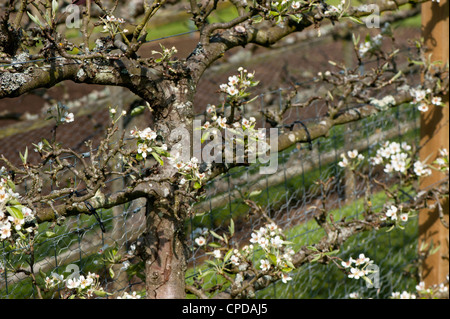 Espaliered pear tree in fiore, Pyrus communis "Operaio di Worcester' Foto Stock