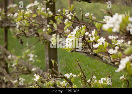 Espaliered pear tree in fiore, Pyrus communis 'Uvedale's St Germain' Foto Stock
