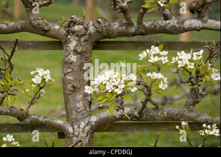 Espaliered pear tree in fiore, Pyrus communis 'Uvedale's St Germain' Foto Stock