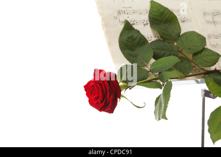 Rosa rossa e la vecchia nota note amare la musica tromba sfondo bianco Foto Stock