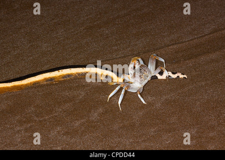 A becco giallo Seasnake Pelamis platurus Santa Rosa e il Parco Nazionale di Guanacaste in Costa Rica 15 ottobre adulto Foto Stock