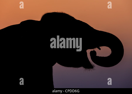 Silhouette di una alimentazione di elefante indiano, il Parco Nazionale di Kaziranga, Assam, India Foto Stock