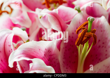 Gigli Stargazer hybrid del giglio orientale Foto Stock